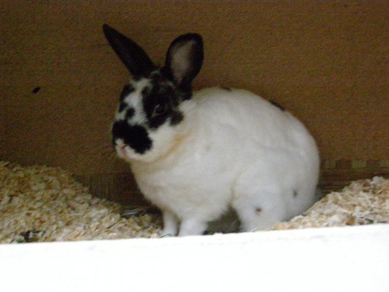 Králík Kája